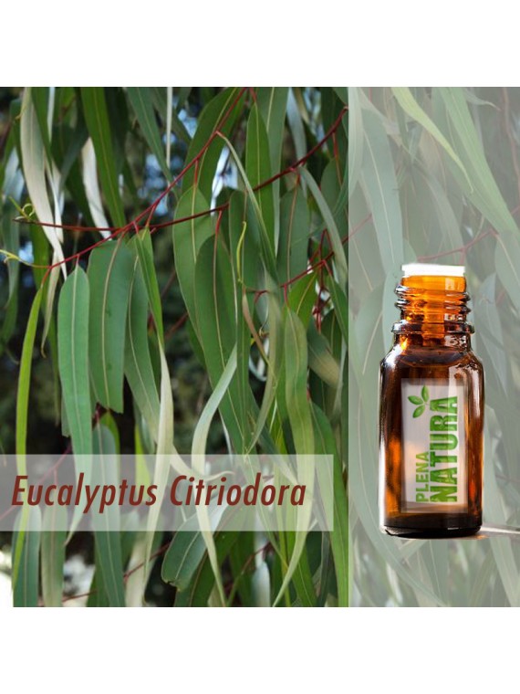 Eucalipto Citriodora - Óleo Essencial